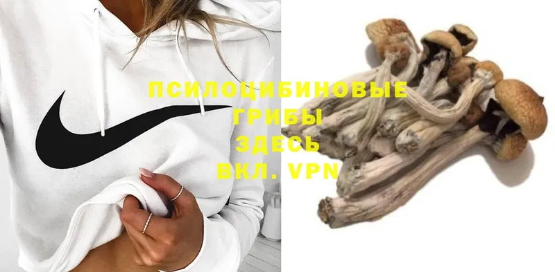 Галлюциногенные грибы Psilocybe  купить наркотик  blacksprut ССЫЛКА  Лермонтов 